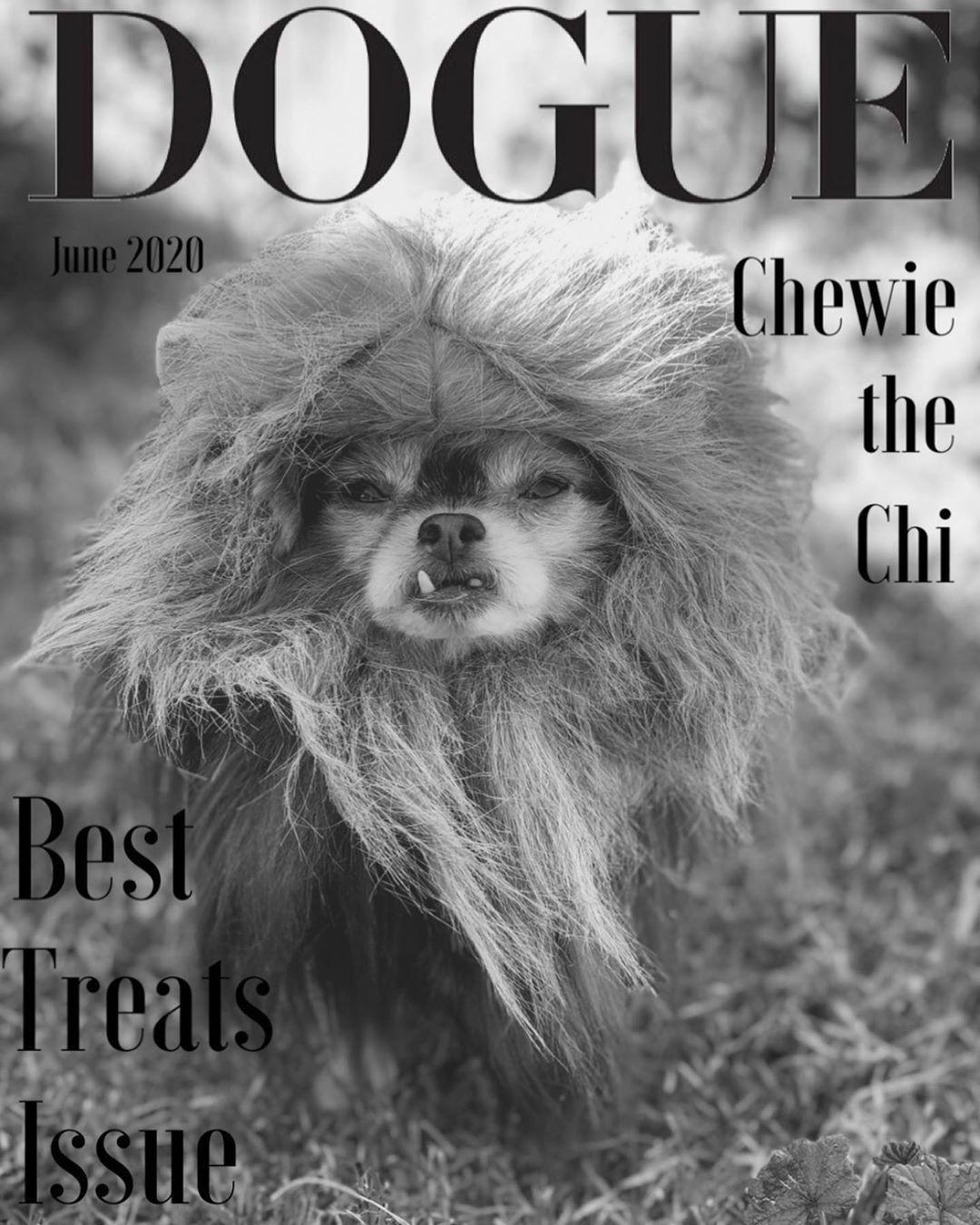 Обложка Dogue милая собака Обложка Dogue 4