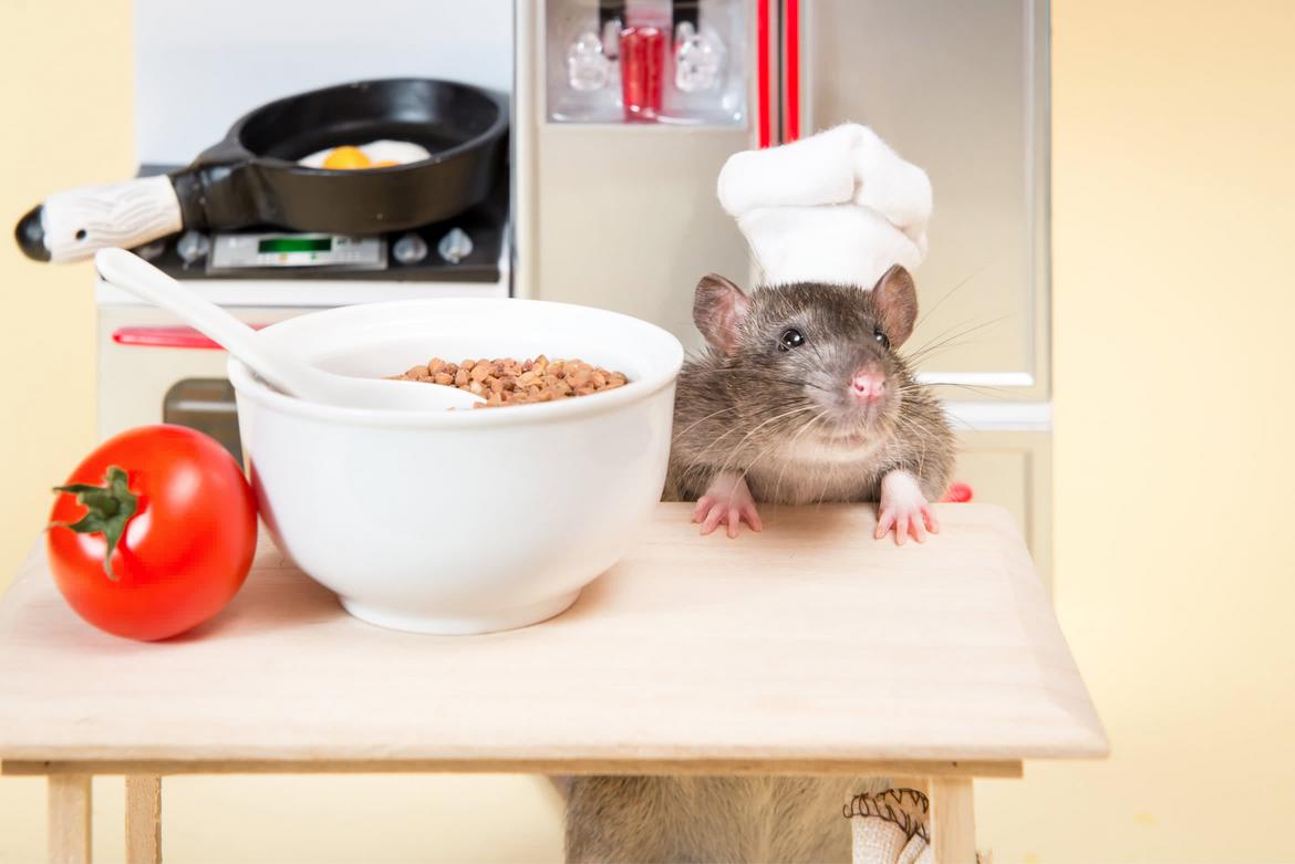 Крыса шеф-повар на кухне