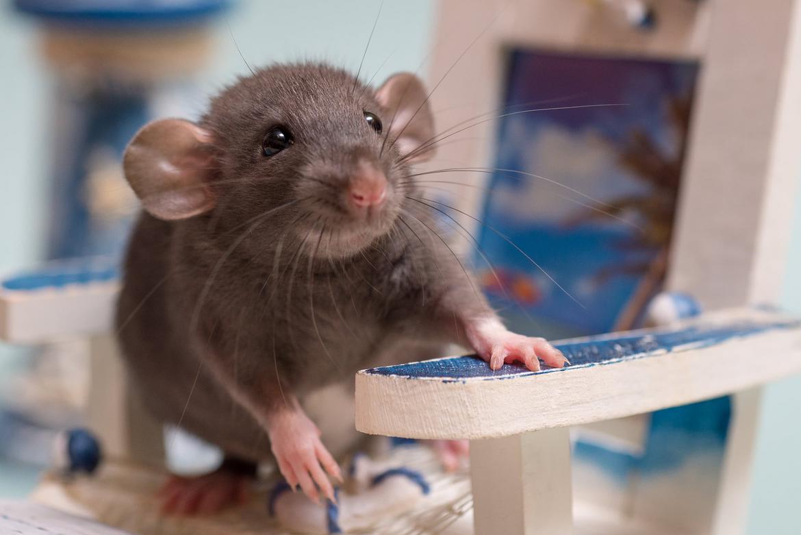Портрет крысы-дамбо фото