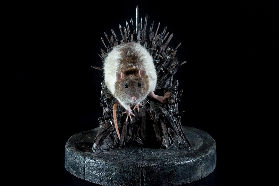 Крыса железный трон из игры престолов