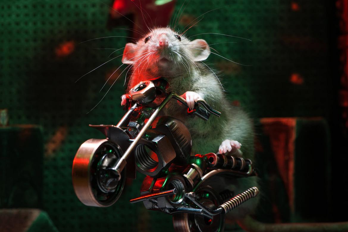 Крыса на мотоцикле