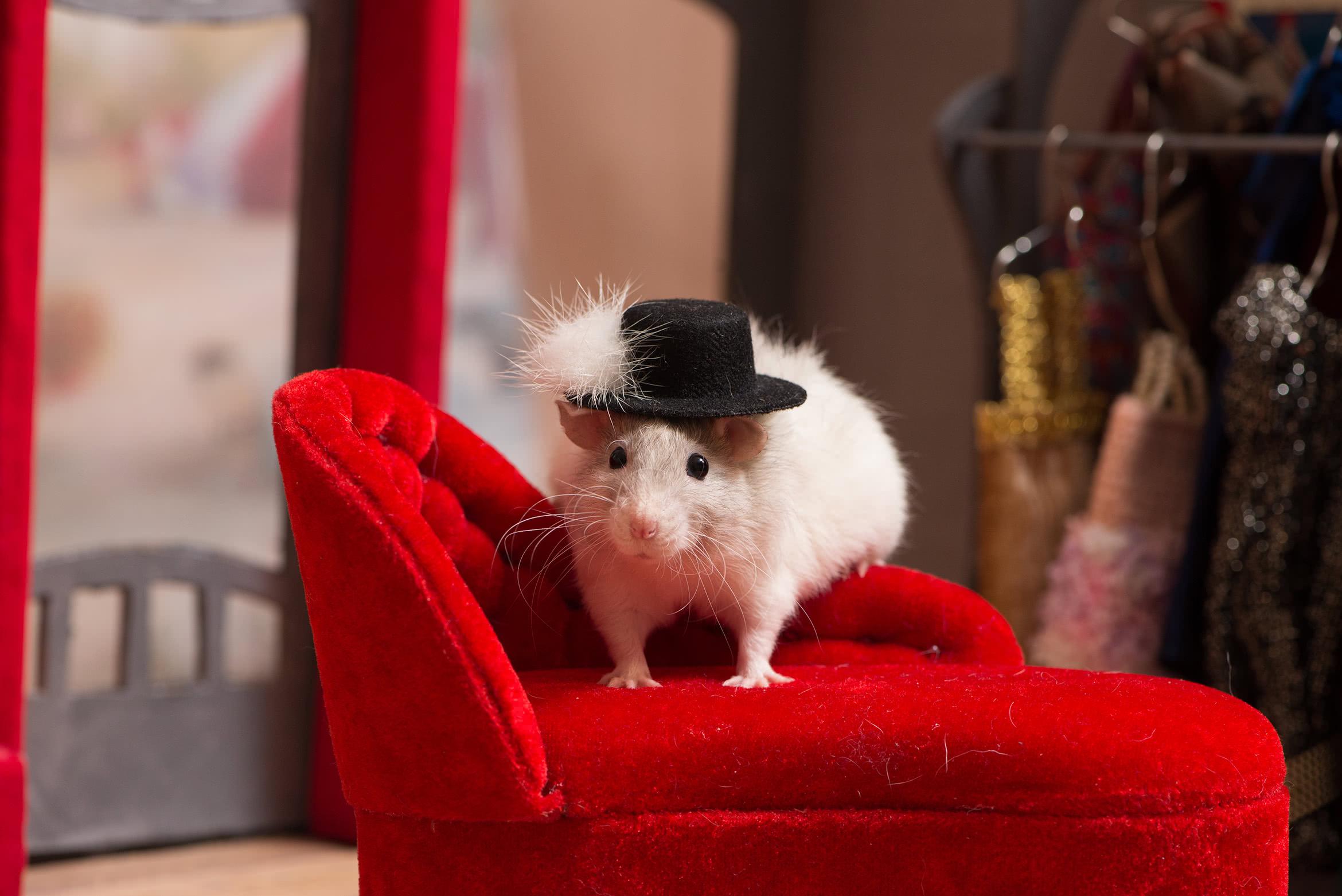 Мышка в шапке