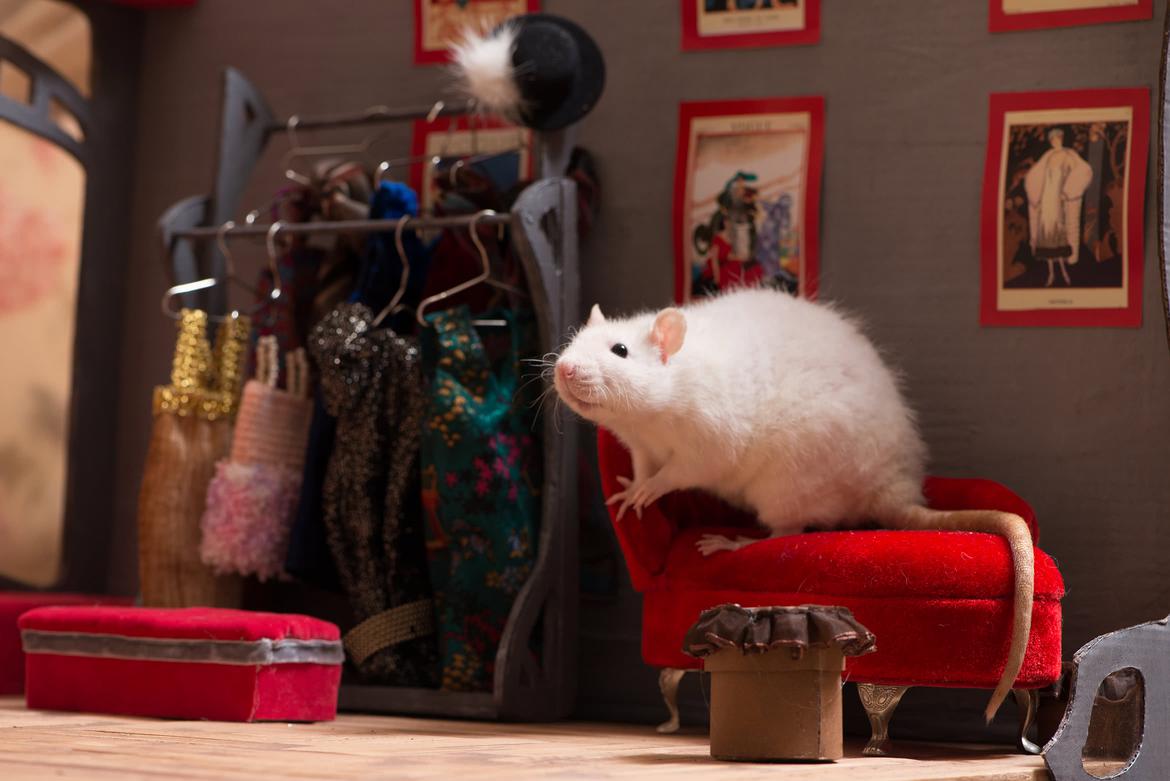 Белая крыса выбирает гардероб фото