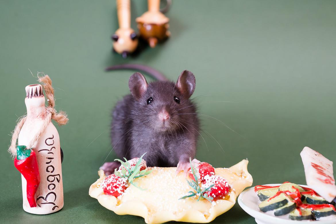 Крыса с игрушечной едой