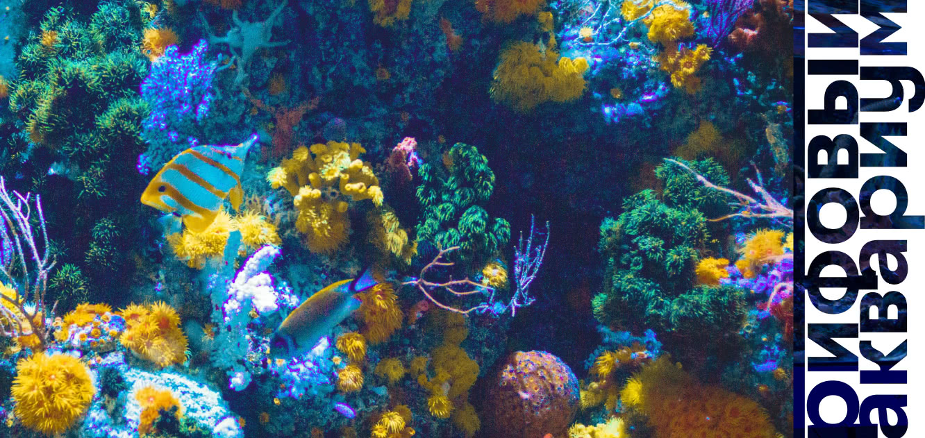 Домашний рифовый аквариум