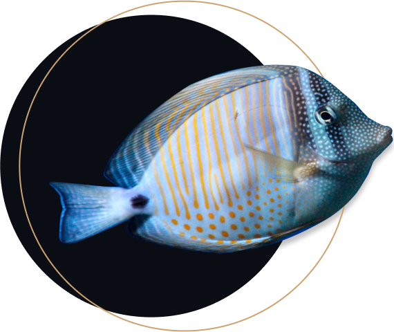 Тропические рыбы, которые могут жить в домашнем аквариуме Zebrasoma морской аквариум