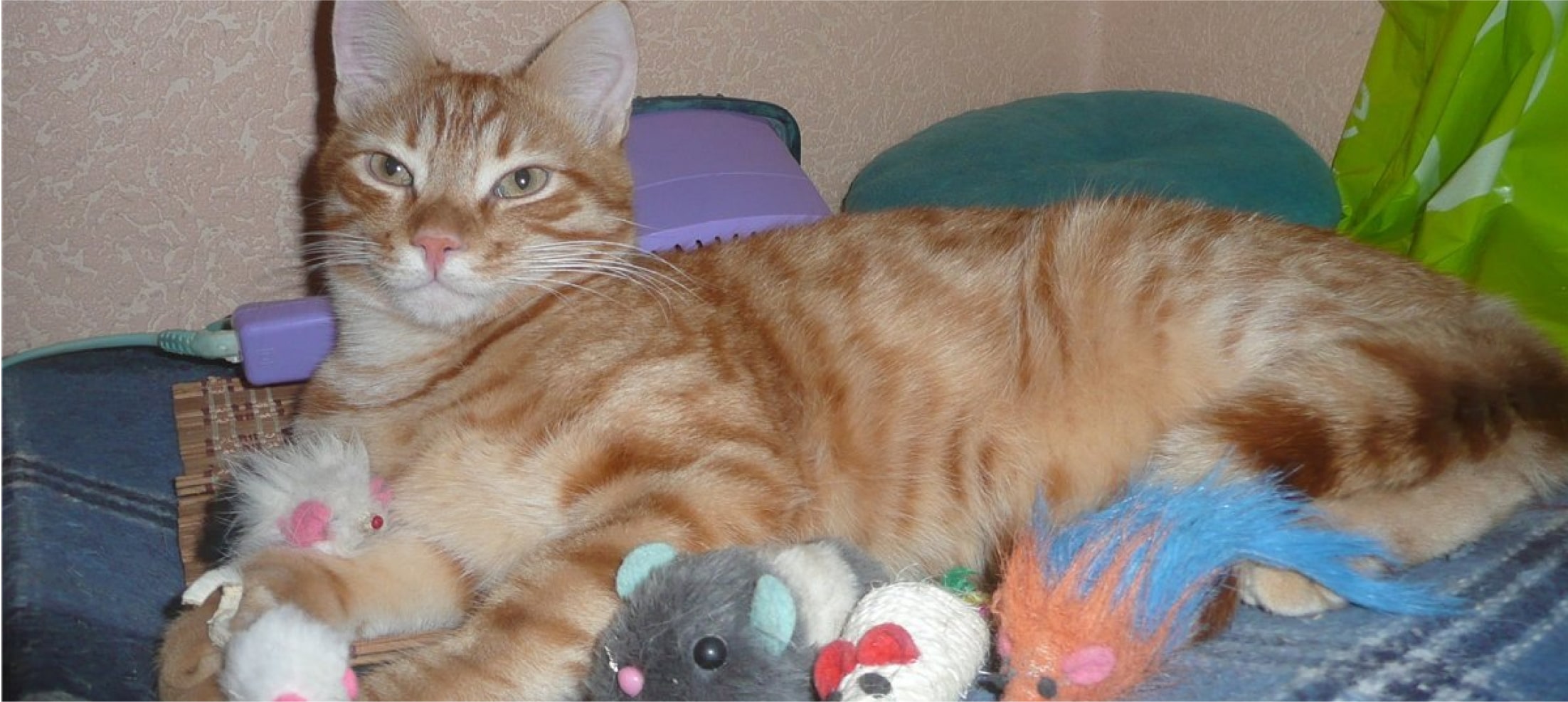 Кот с игрушками фото