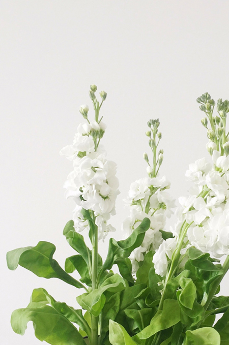 Растение с белыми цветками на светлом фоне