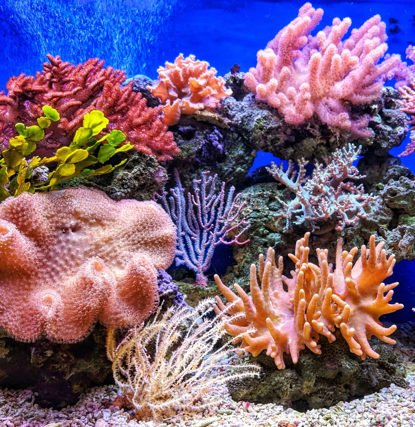 Как запустить морской аквариум с нуля: пошаговая инструкция и этапы созревания