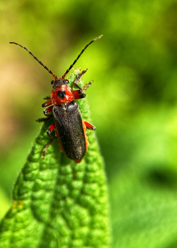 Новые виды насекомых украинской природы