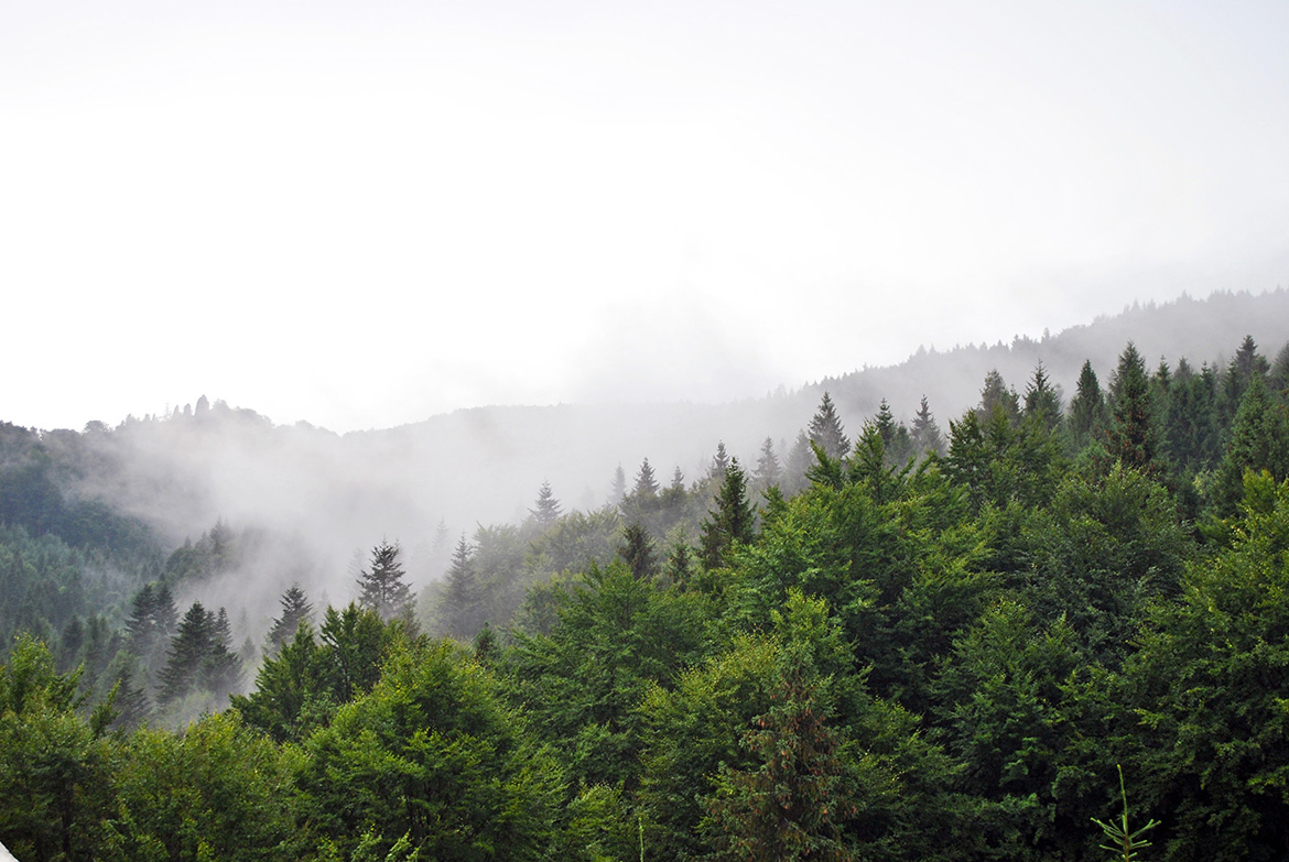 Лес туман