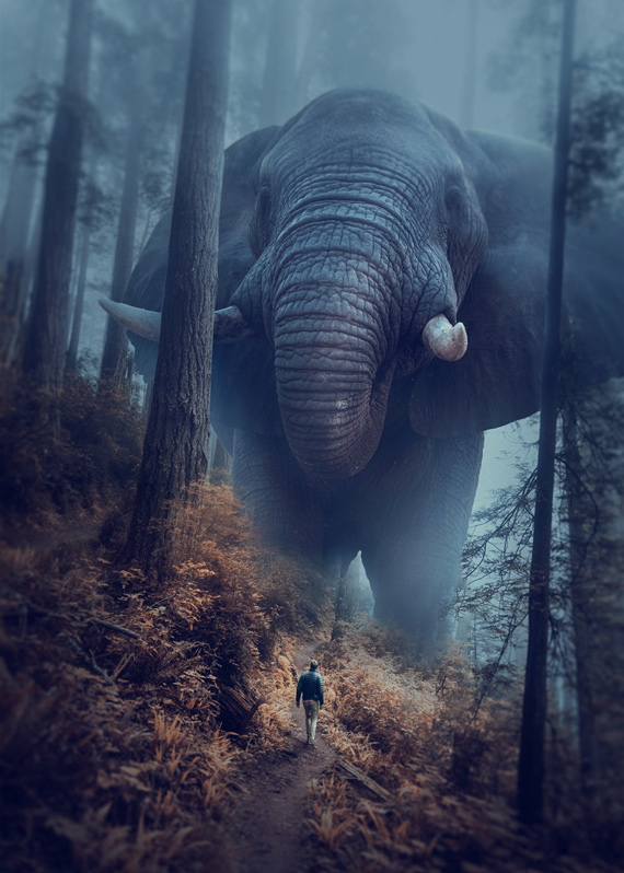 Слон в лесу