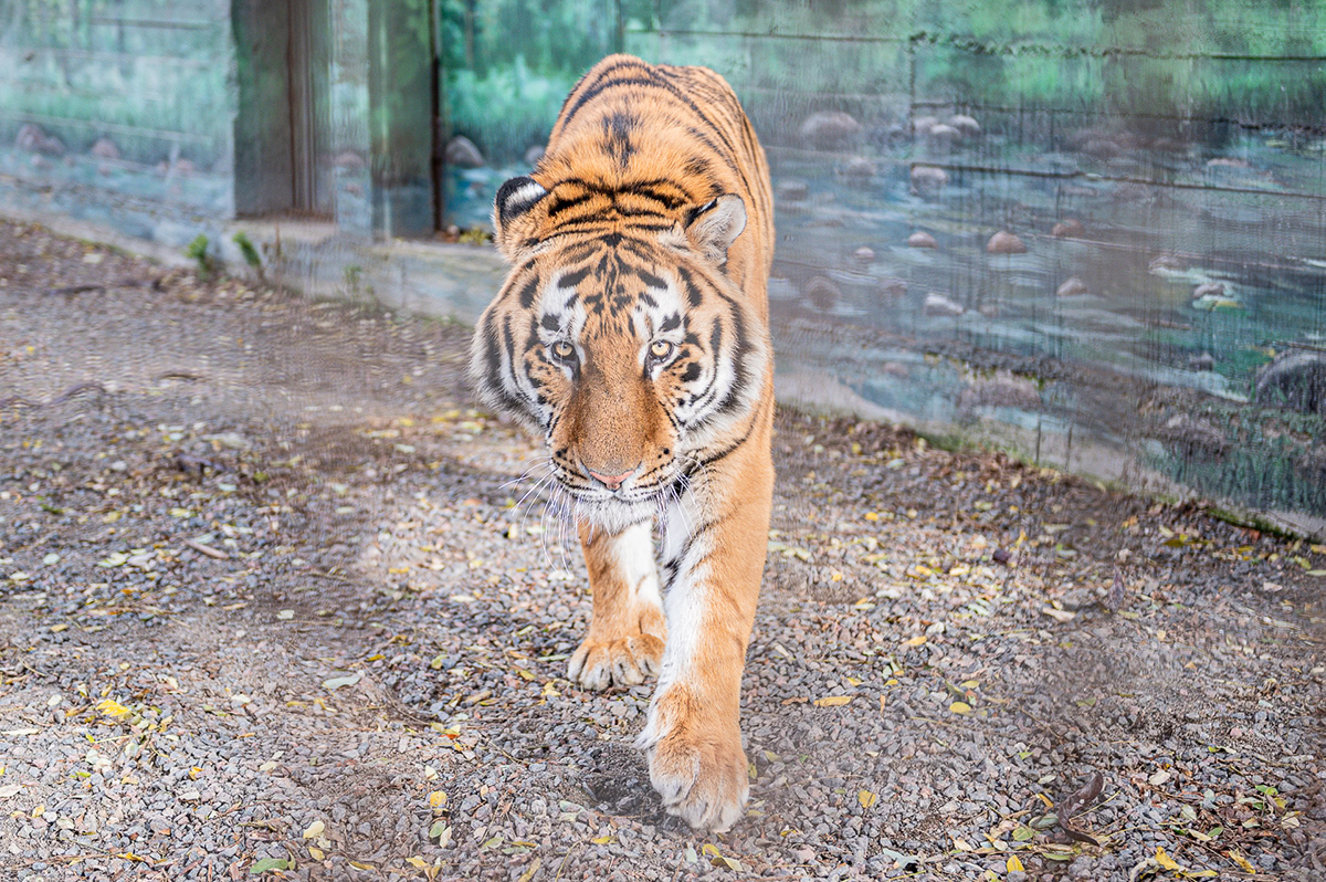Одесский зоопарк тигр