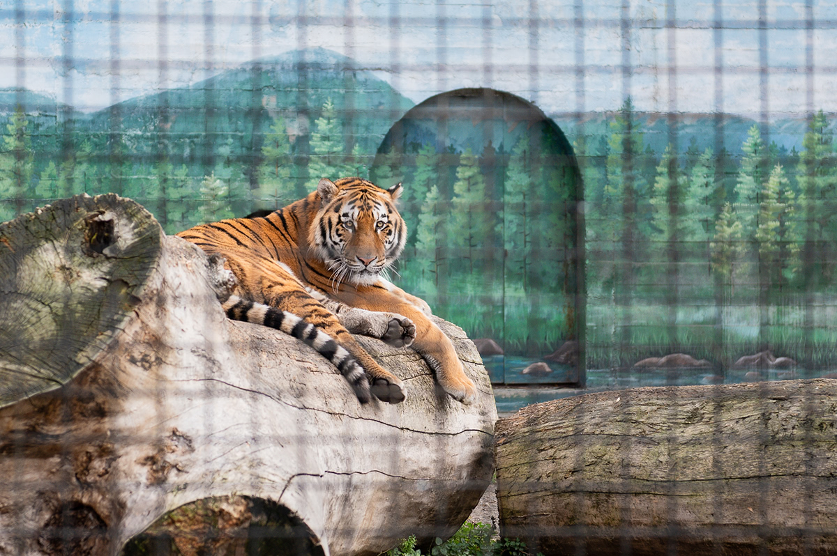 Одесский зоопарк амурский тигр