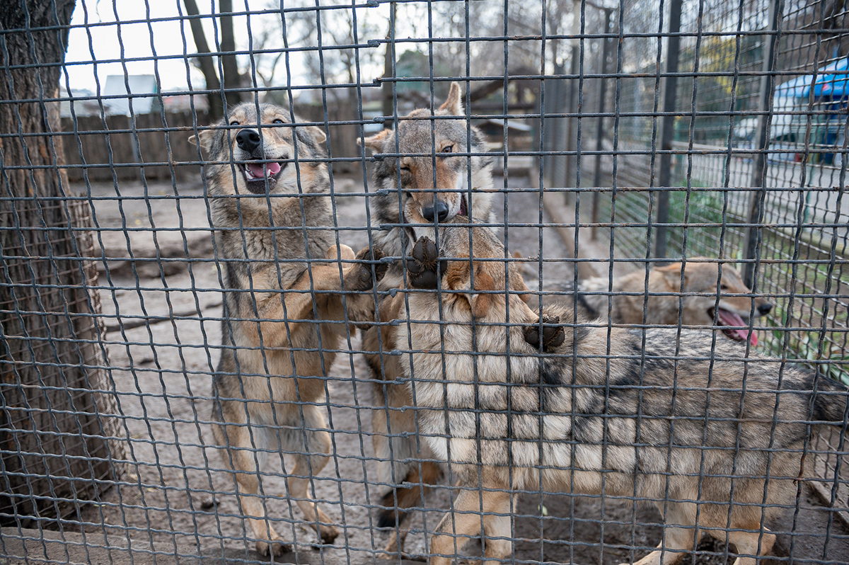 Одесский зоопарк стая волков