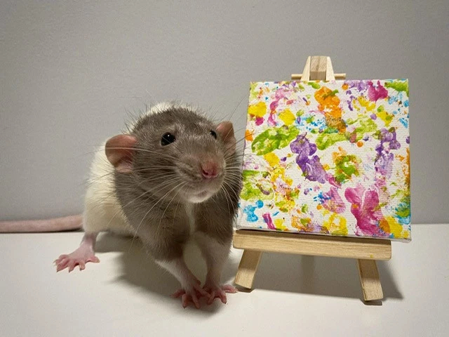 Крыса рядом с мини-картиной