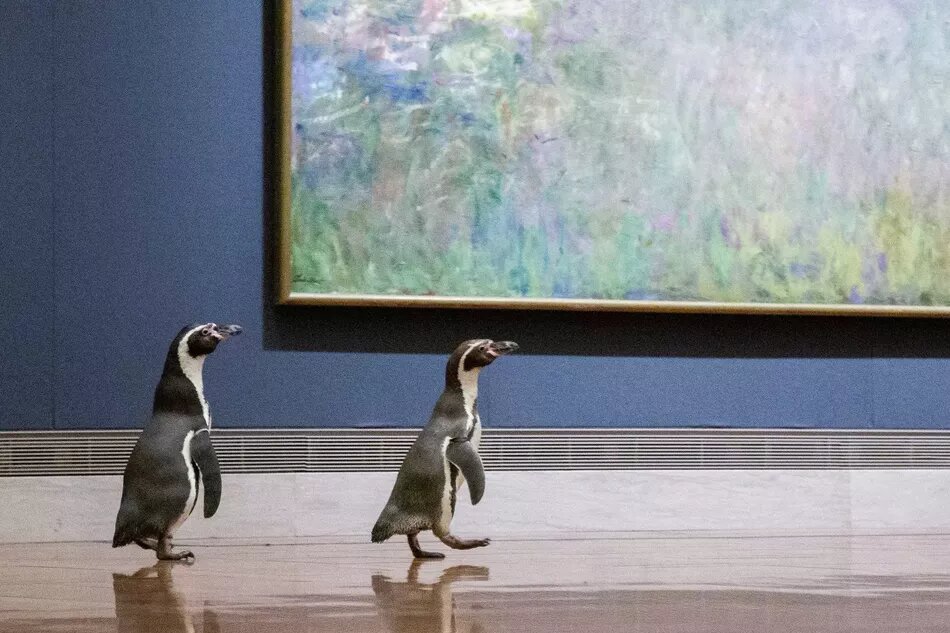 Два пингвина и картина