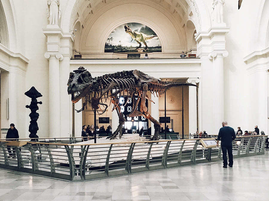 Динозавр в музее фото
