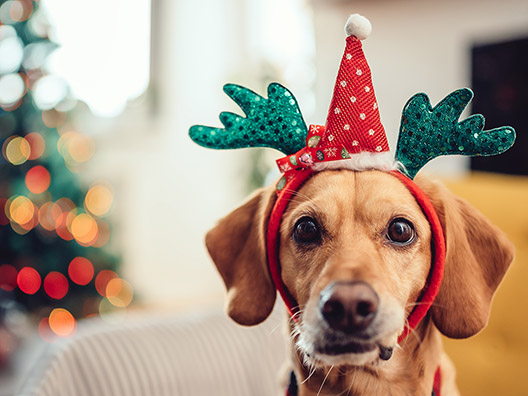 Пес у новорічній шапці