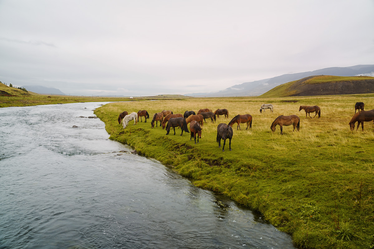 Тварини в Ісландії