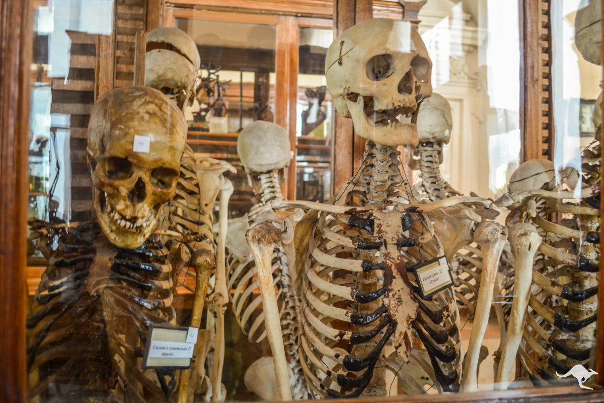 Скелеты в Анатомическом музее
