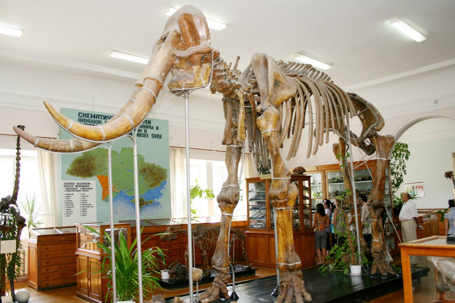 Скелет мамонта в Палеонтологическом музее 