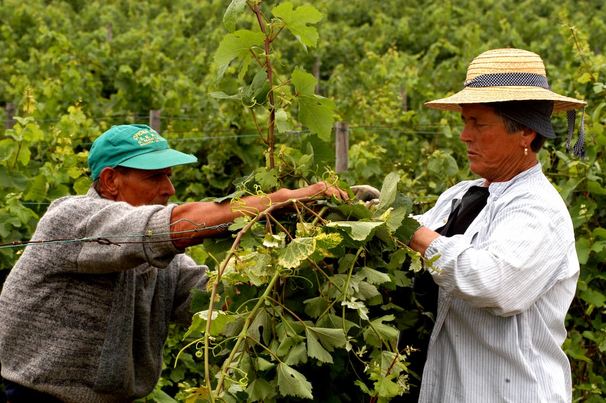 Мужчина и женщина ухаживают за виноградом