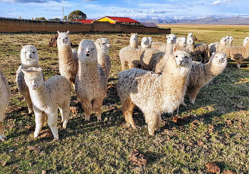 Животные в Ондоресе, Перу фото