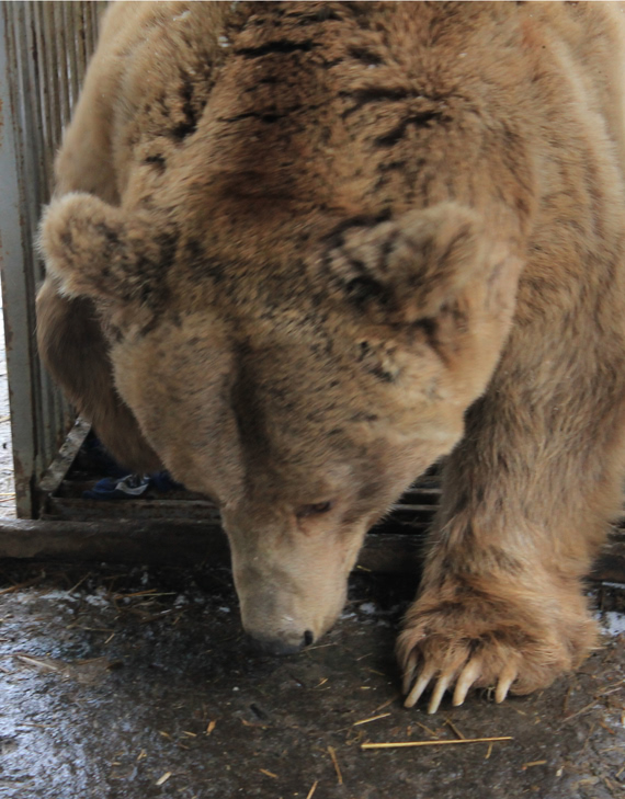 прибытие спасенной медведицы в румынский заповедник фото