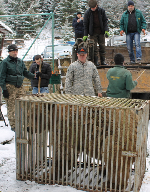 транспортировка спасенных из Украины медведей в румынский заповедник фото