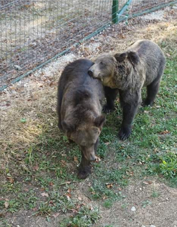 спасенные украинские медведи в Румынском заповеднике фото
