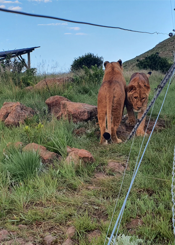 Заповедник в ЮАР принял спасенных львов из Украины фото