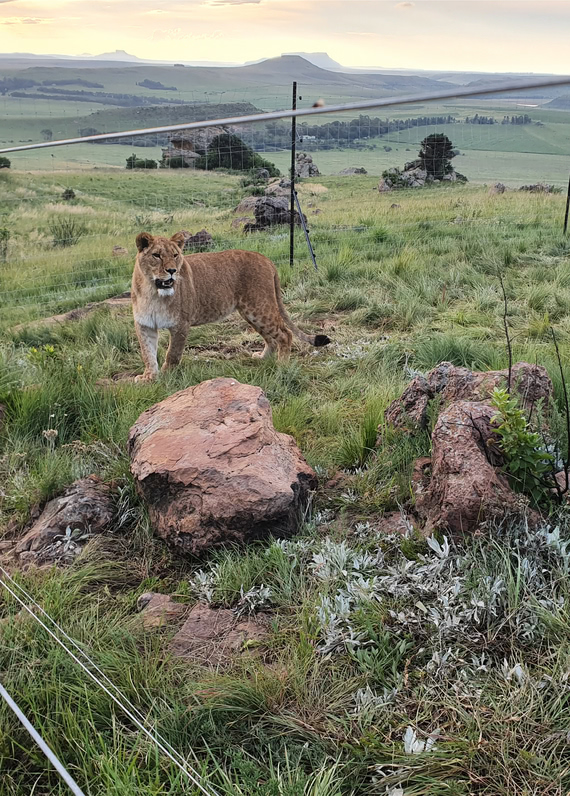 украинские львы на свободе в Африке фото